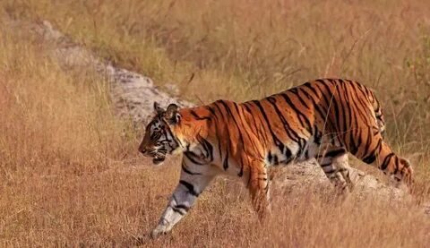 Royal Bengal Tiger in Bandhavgarh National Park MP